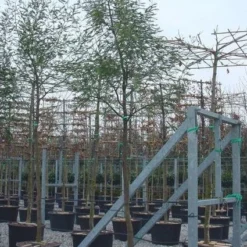 Mimosa Als Boom (Acacia Dealbata) -Natuur Kus Verkoopwinkel 20100906111736 6 1