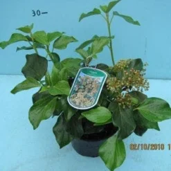 Klimop (Hedera Colchica 'Arborescens')