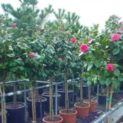 Camelia Op Stam (Camellia Japonica) -Natuur Kus Verkoopwinkel 20101209153742 3