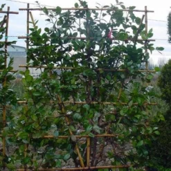 Camelia Als Leivorm (Camellia Japonica) 10 Camelia Als Leivorm (Camellia Japonica) -Natuur Kus Verkoopwinkel 20101209154447 2