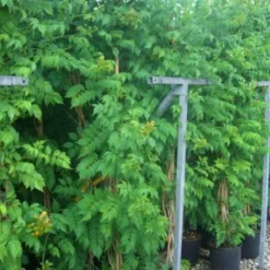 Trompetbloem (Campsis Tagliabuana 'Mme Galen') -Natuur Kus Verkoopwinkel 20101209155845 9 1