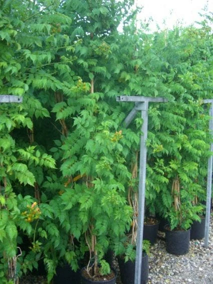 Trompetbloem (Campsis Tagliabuana 'Mme Galen') 6 Trompetbloem (Campsis Tagliabuana 'Mme Galen') - Afbeelding 6