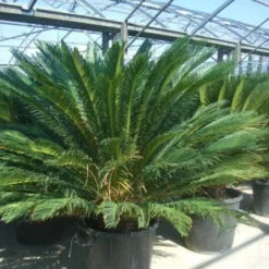 Cycaspalm (Cycas Revoluta) -Natuur Kus Verkoopwinkel 20101212150045 5 1