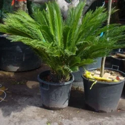 Cycaspalm (Cycas Revoluta) -Natuur Kus Verkoopwinkel 20101212150101 5