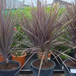 Cordyline (Cordyline Australis 'Atropurpurea')
