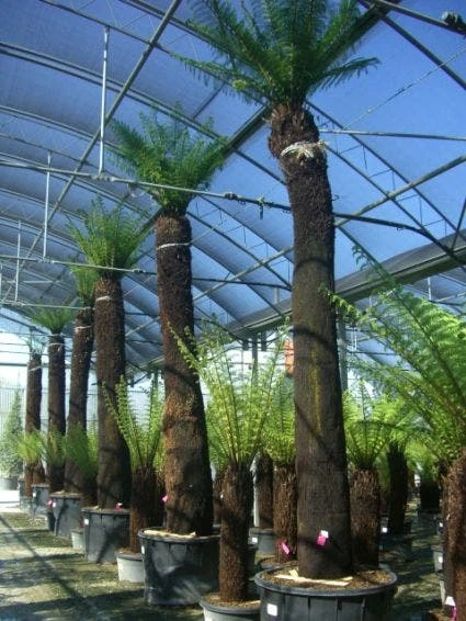 Grote Boomvaren (Dicksonia Antarctica) 5 Grote Boomvaren (Dicksonia Antarctica) - Afbeelding 5