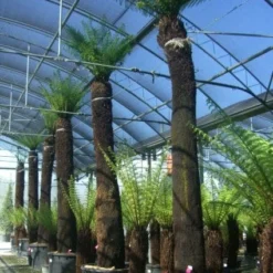 Grote Boomvaren (Dicksonia Antarctica) -Natuur Kus Verkoopwinkel 20101213133314 11 1