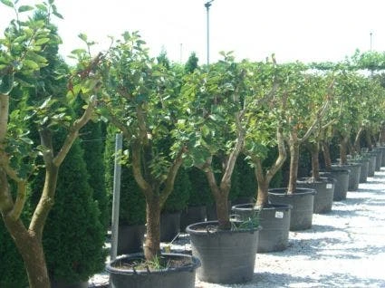 Kaki (Diospyros Kaki) 5 Kaki (Diospyros Kaki) - Afbeelding 5