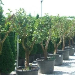 Kaki (Diospyros Kaki) -Natuur Kus Verkoopwinkel 20101213150225 8