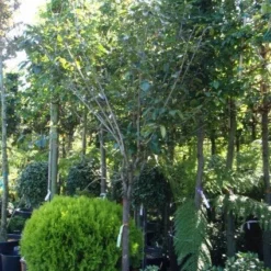 Kaki (Diospyros Kaki) -Natuur Kus Verkoopwinkel 20101213150233 8