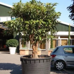 Japanse Mispel (Eriobotrya Japonica) 8 Japanse Mispel (Eriobotrya Japonica) -Natuur Kus Verkoopwinkel 20101213154517 7