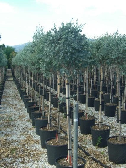 Eucalyptus Op Stam (Eucalyptus Gunnii) 1 Eucalyptus Op Stam (Eucalyptus Gunnii)