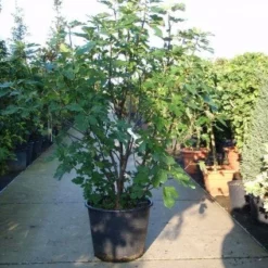 Vijg (Ficus Carica) 10 Vijg (Ficus Carica) -Natuur Kus Verkoopwinkel 20101215105457 10