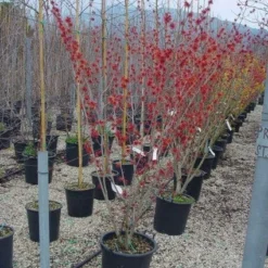 Toverhazelaar (Hamamelis Intermedia 'Diane') -Natuur Kus Verkoopwinkel 20101215122825 45 9