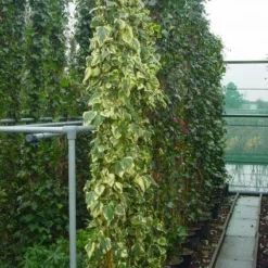Kaukasische Klimop (Hedera Colchica 'Dentata Variegata') -Natuur Kus Verkoopwinkel 20101215123326 6 1