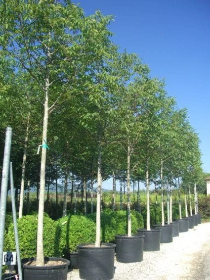 Walnotenboom (Juglans Regia) 2 Walnotenboom (Juglans Regia) - Afbeelding 2