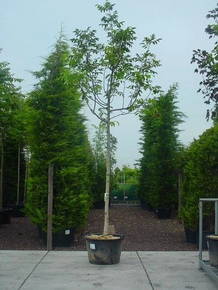 Walnotenboom (Juglans Regia) 1 Walnotenboom (Juglans Regia)