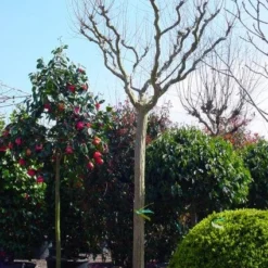 Roze Lagerstroemia Als Boom (Lagerstroemia Indica) 21 Roze Lagerstroemia Als Boom (Lagerstroemia Indica) -Natuur Kus Verkoopwinkel 20101216134719 9