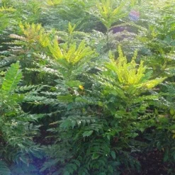 Mahoniestruik (Mahonia Media 'Winter Sun') -Natuur Kus Verkoopwinkel 20101217162700 11