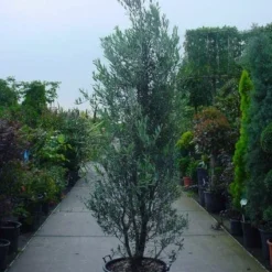 Olijf Als Struik (Olea Europaea) 16 Olijf Als Struik (Olea Europaea) -Natuur Kus Verkoopwinkel 20101220120639 9