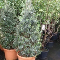 Olijf (Olea Europaea 'Cipressino')