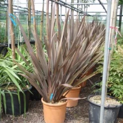 Nieuw Zeelands Vlas (Phormium Tenax 'Purpureum')