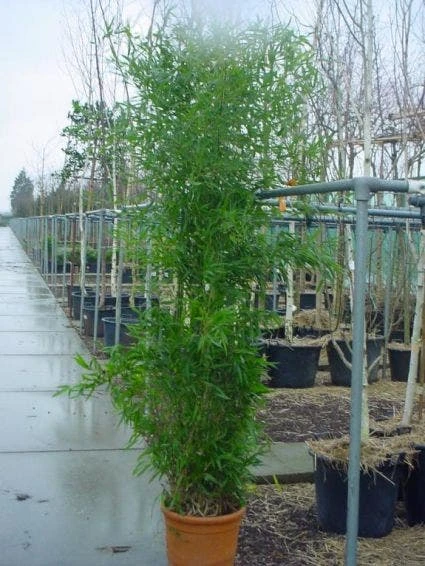 Bamboe (Phyllostachys Bissetii) 2 Bamboe (Phyllostachys Bissetii) - Afbeelding 2
