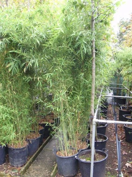 Bamboe (Phyllostachys Viridiglaucescens) 2 Bamboe (Phyllostachys Viridiglaucescens) - Afbeelding 2