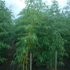 Bamboe (Phyllostachys Vivax 'Aureocaulis') 9 Bamboe (Phyllostachys Vivax 'Aureocaulis') -Natuur Kus Verkoopwinkel 20101220170619 7