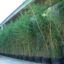 Bamboe (Phyllostachys Vivax 'Aureocaulis') 8 Bamboe (Phyllostachys Vivax 'Aureocaulis') -Natuur Kus Verkoopwinkel 20101220170631 7