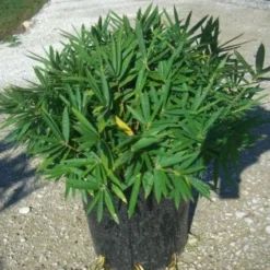 Natuur Kus Verkoopwinkel -Natuur Kus Verkoopwinkel 20101221154317 2