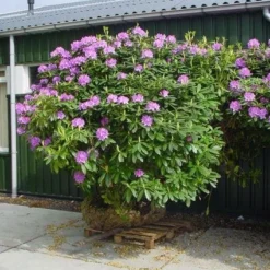 Rhododendron (Rhododendron Catawbiense 'Grandiflorum') 16 Rhododendron (Rhododendron Catawbiense 'Grandiflorum') -Natuur Kus Verkoopwinkel 20101227172716 13