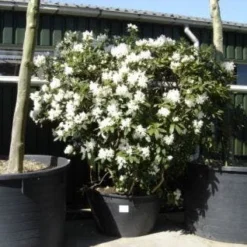 Rhododendron (Rhododendron 'Cunningham White') -Natuur Kus Verkoopwinkel 20101227172754 8