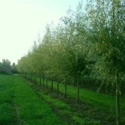 Knotwilg (Salix Alba) -Natuur Kus Verkoopwinkel 20101228131242 13