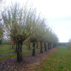 Knotwilg (Salix Alba) -Natuur Kus Verkoopwinkel 20101228131303 13