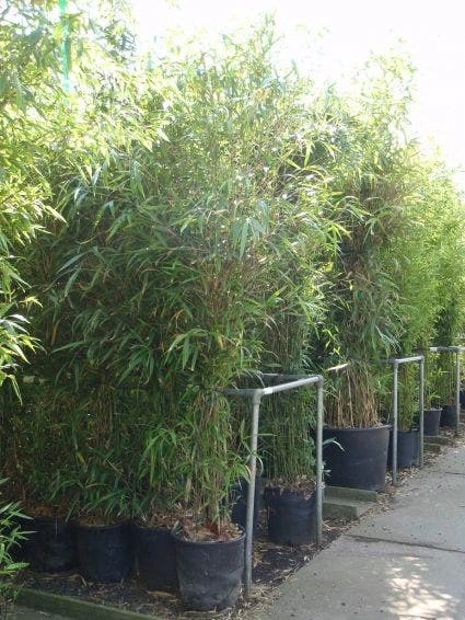 Bamboe (Semiarundinaria Fastuosa) 1 Bamboe (Semiarundinaria Fastuosa)