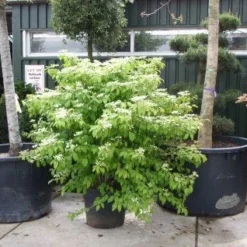 Sneeuwbal (Viburnum Plicatum 'Mariesii') -Natuur Kus Verkoopwinkel 20101231142710 10