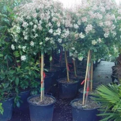 Sneeuwbal Op Stam (Viburnum Tinus 'Eve Price') 14 Sneeuwbal Op Stam (Viburnum Tinus 'Eve Price') -Natuur Kus Verkoopwinkel 20110102183216 4