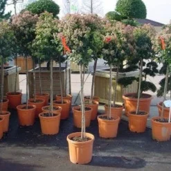 Sneeuwbal Op Stam (Viburnum Tinus 'Eve Price') 17 Sneeuwbal Op Stam (Viburnum Tinus 'Eve Price') -Natuur Kus Verkoopwinkel 20110102183229 4