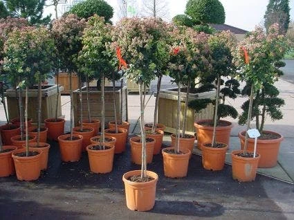 Sneeuwbal Op Stam (Viburnum Tinus 'Eve Price') 6 Sneeuwbal Op Stam (Viburnum Tinus 'Eve Price') - Afbeelding 6