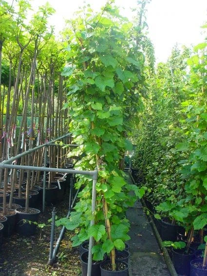 Sierdruif (Vitis Coignetiae) 2 Sierdruif (Vitis Coignetiae) - Afbeelding 2