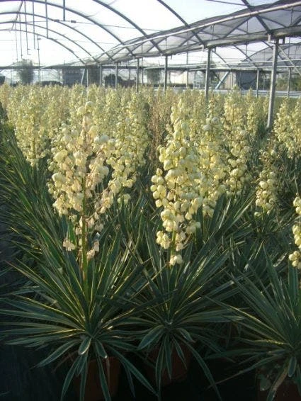 Palmlelie (Yucca Gloriosa 'Variegata') 1 Palmlelie (Yucca Gloriosa 'Variegata')