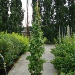 Sierkiwi (Actinidia Kolomikta) 8 Sierkiwi (Actinidia Kolomikta) -Natuur Kus Verkoopwinkel 20110215154225 2