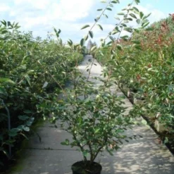 Krentenboom Als Struik (Amelanchier Lamarckii) 13 Krentenboom Als Struik (Amelanchier Lamarckii) -Natuur Kus Verkoopwinkel 20110215155125 13