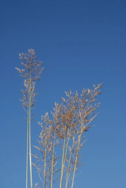 Diamantgras (Calamagrostis Brachytricha) 1 Diamantgras (Calamagrostis Brachytricha)