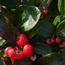Bergthee / Patrijzenbes (Gaultheria Procumbens) -Natuur Kus Verkoopwinkel 20111029153507 2