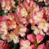Rhododendron (Rhododendron 'Percy Wiseman')