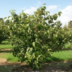 Japanse Sneeuwbal (Viburnum Plicatum 'Tomentosum') 7 Japanse Sneeuwbal (Viburnum Plicatum 'Tomentosum') -Natuur Kus Verkoopwinkel 20120128164626 6