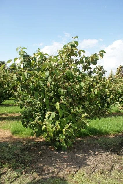Japanse Sneeuwbal (Viburnum Plicatum 'Tomentosum') 4 Japanse Sneeuwbal (Viburnum Plicatum 'Tomentosum') - Afbeelding 4