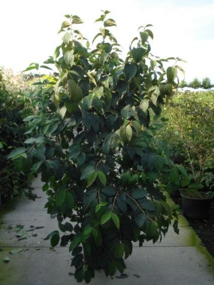 Japanse Sneeuwbal (Viburnum Plicatum 'Tomentosum') 2 Japanse Sneeuwbal (Viburnum Plicatum 'Tomentosum') - Afbeelding 2